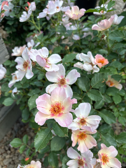 Rosa | Ringo All Star Rose