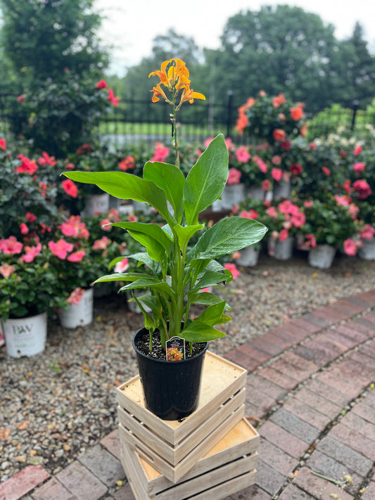 Hardy Canna | Tenerife - 2 Gallon