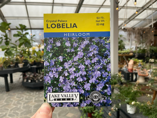 Lobelia | Lobelia Seed