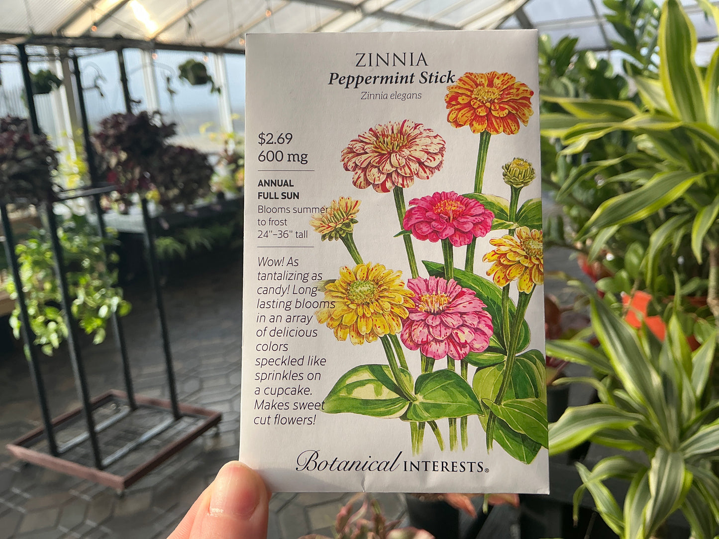 Zinnia | Zinnia Seed
