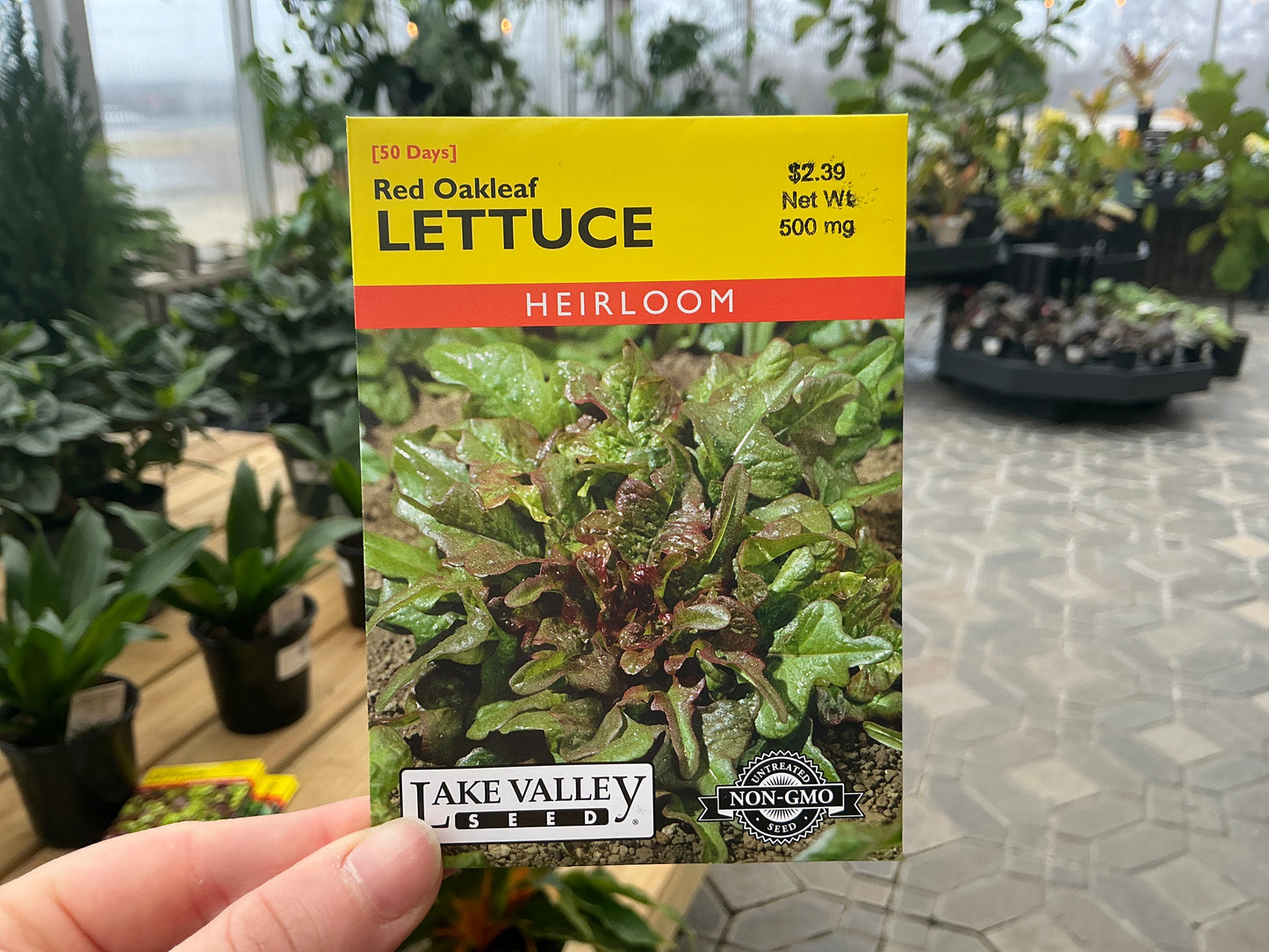 Lactuca | Leaf - Lettuce Seed