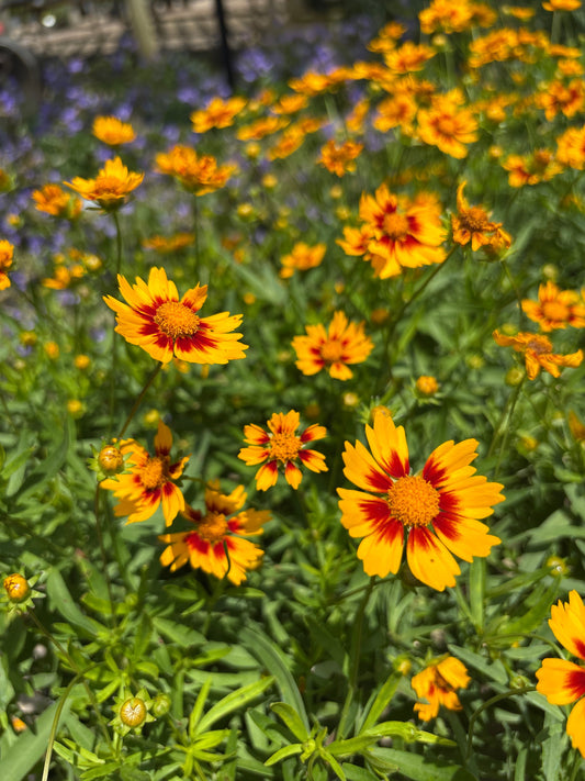 Coreopsis | Li'l Bang Tickseed | Candy Stripes - 1 Gallon