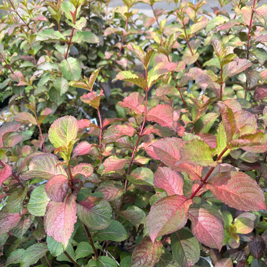 Weigela | Midnight Sun Weigela