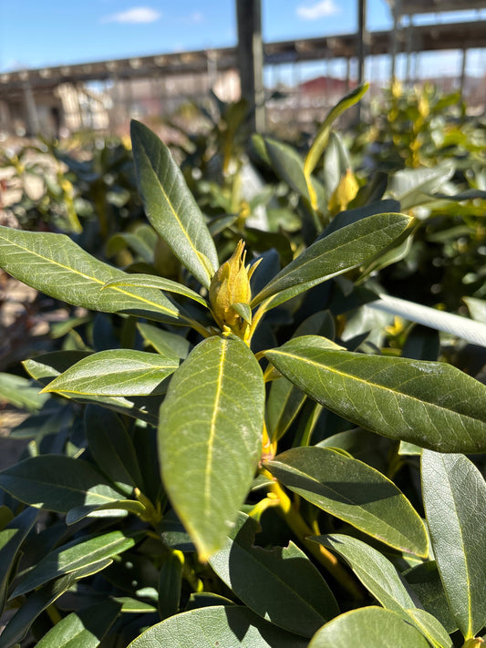 Rhododendron | Cunningham's White Rhododendron - 2 Gallon