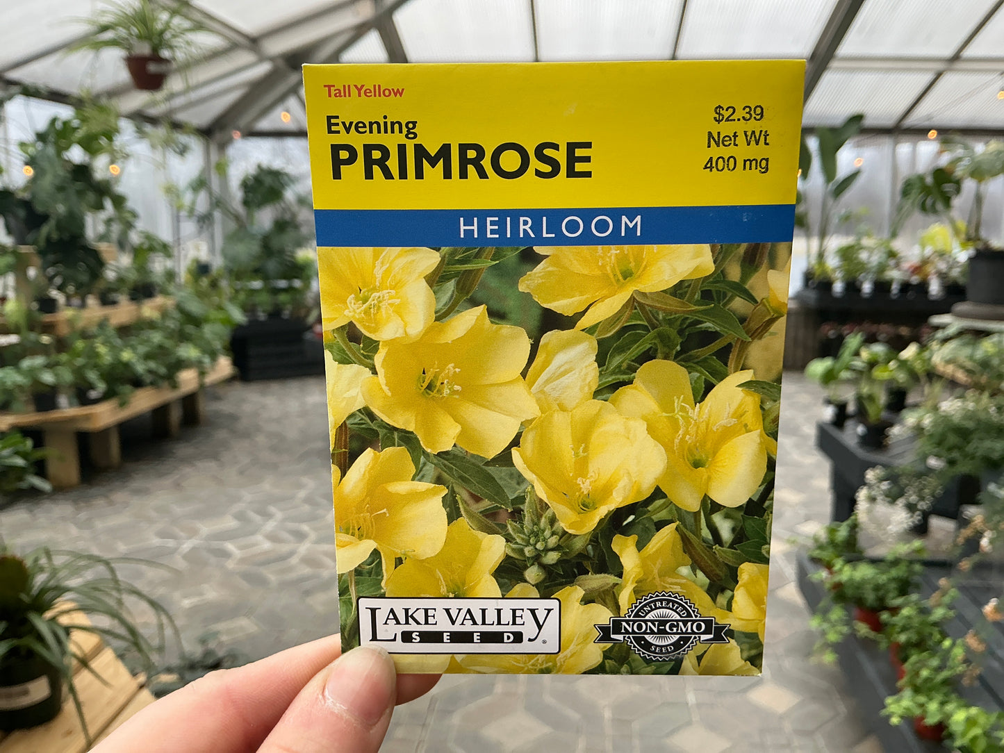 Oenothera | Evening Primrose Seed