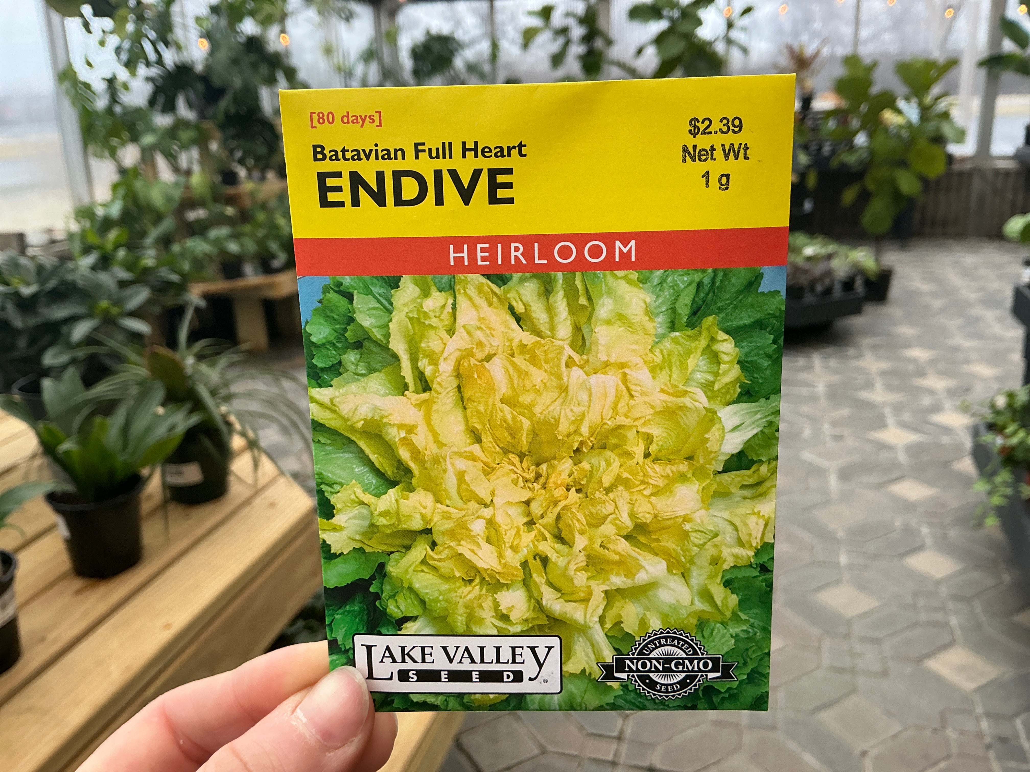 600+ Endive Seeds - Green, Fast-Growing, Edible Vegetable Seeds For Garden