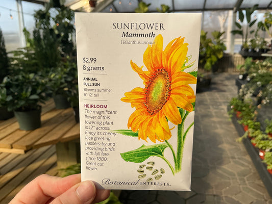 Helianthus | Sunflower Seed