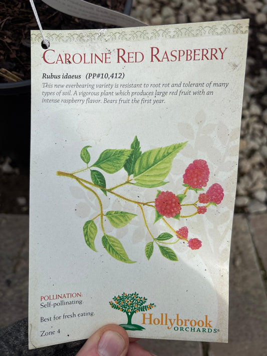 Rubus | Caroline Red Raspberry - 2 Gallon