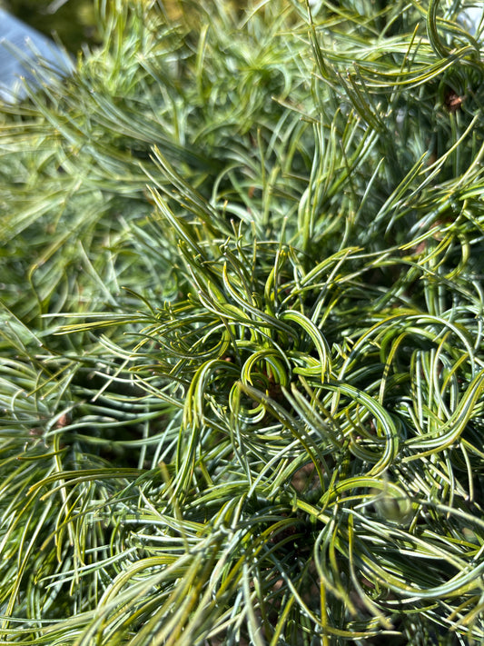 Pinus | Mini Twists White Pine