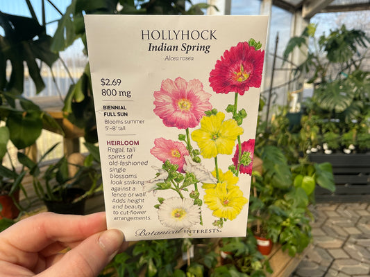 Alcea | Hollyhock Seed