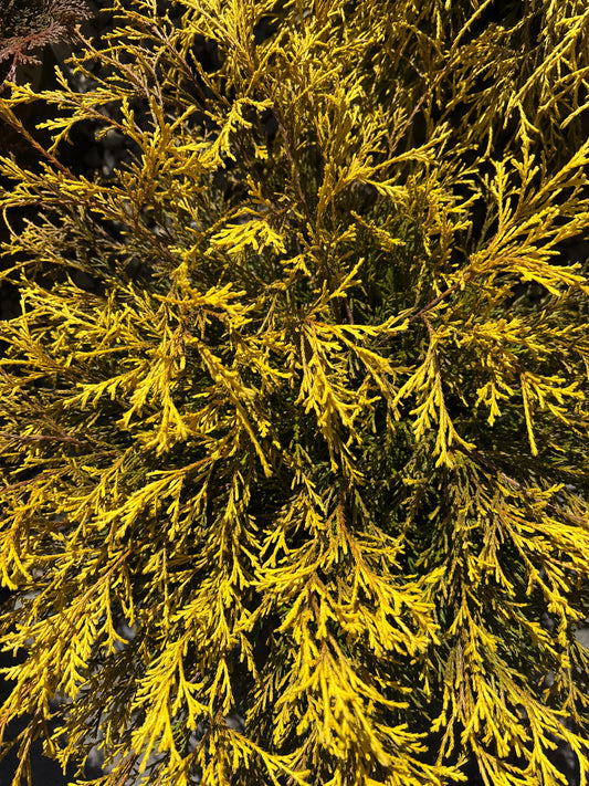 Chamaecyparis | Golden Charm False Cypress - 1 Gallon