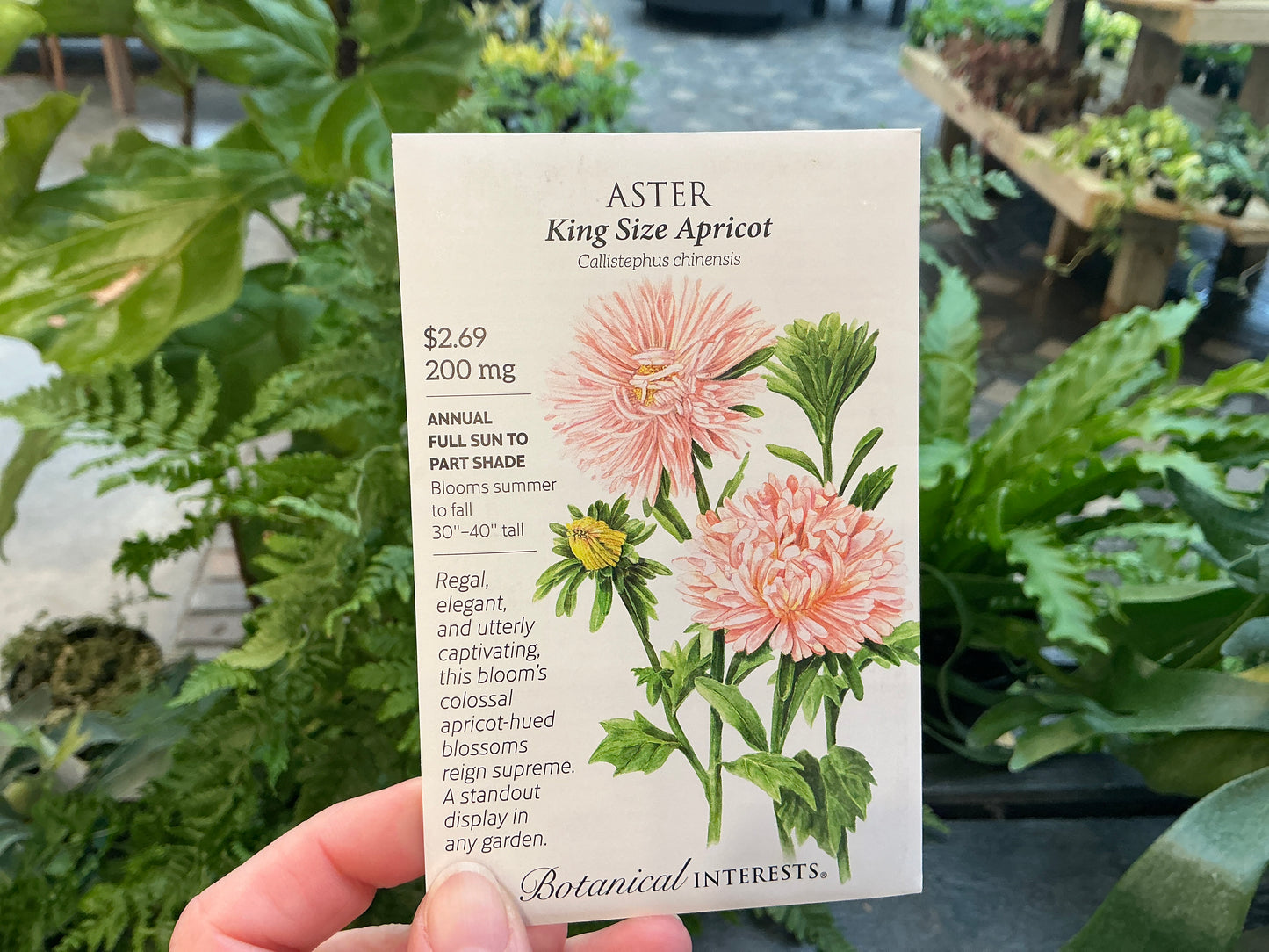 Callistephus | Aster Seed