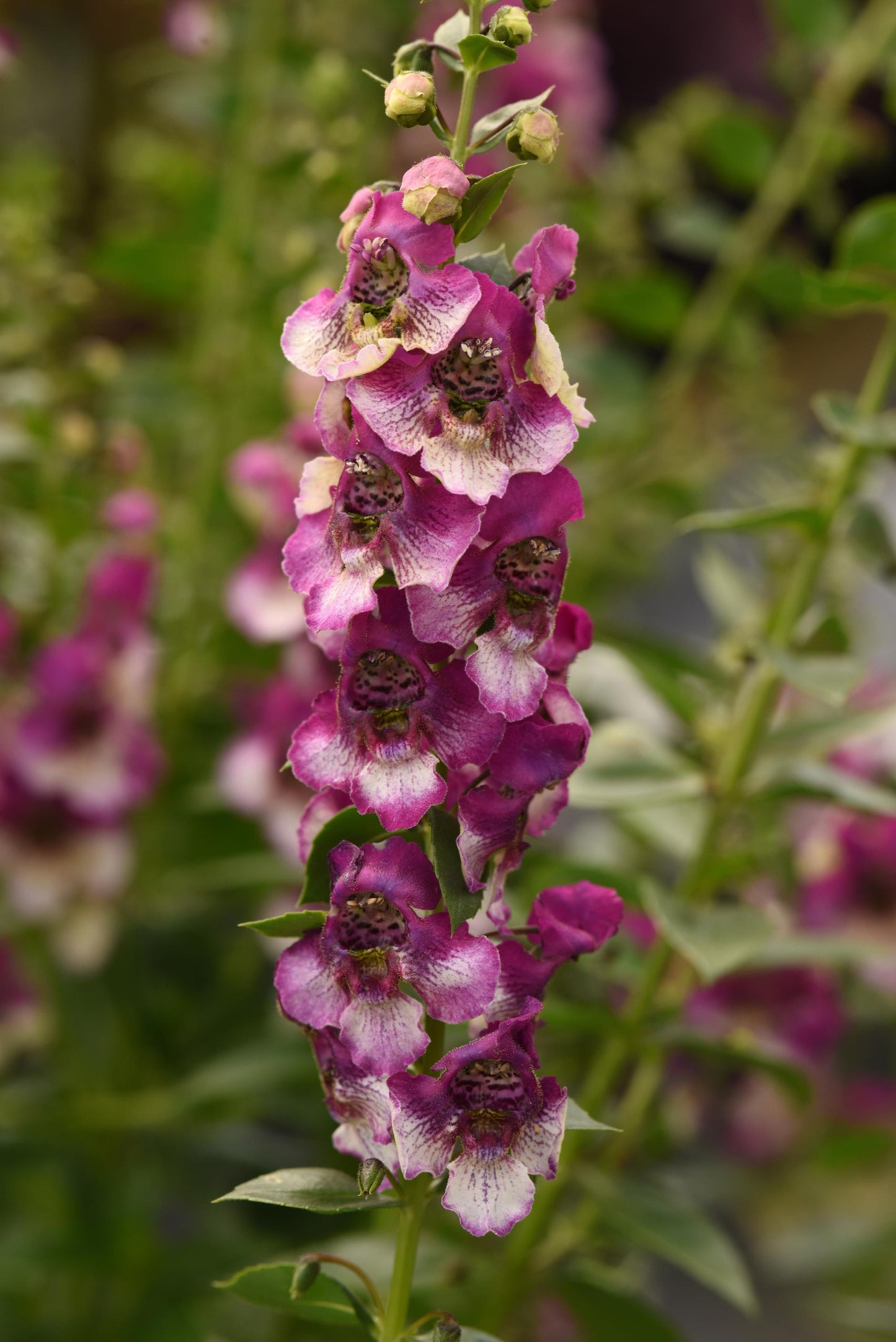 Angelonia | AngelDance - 3 Quart