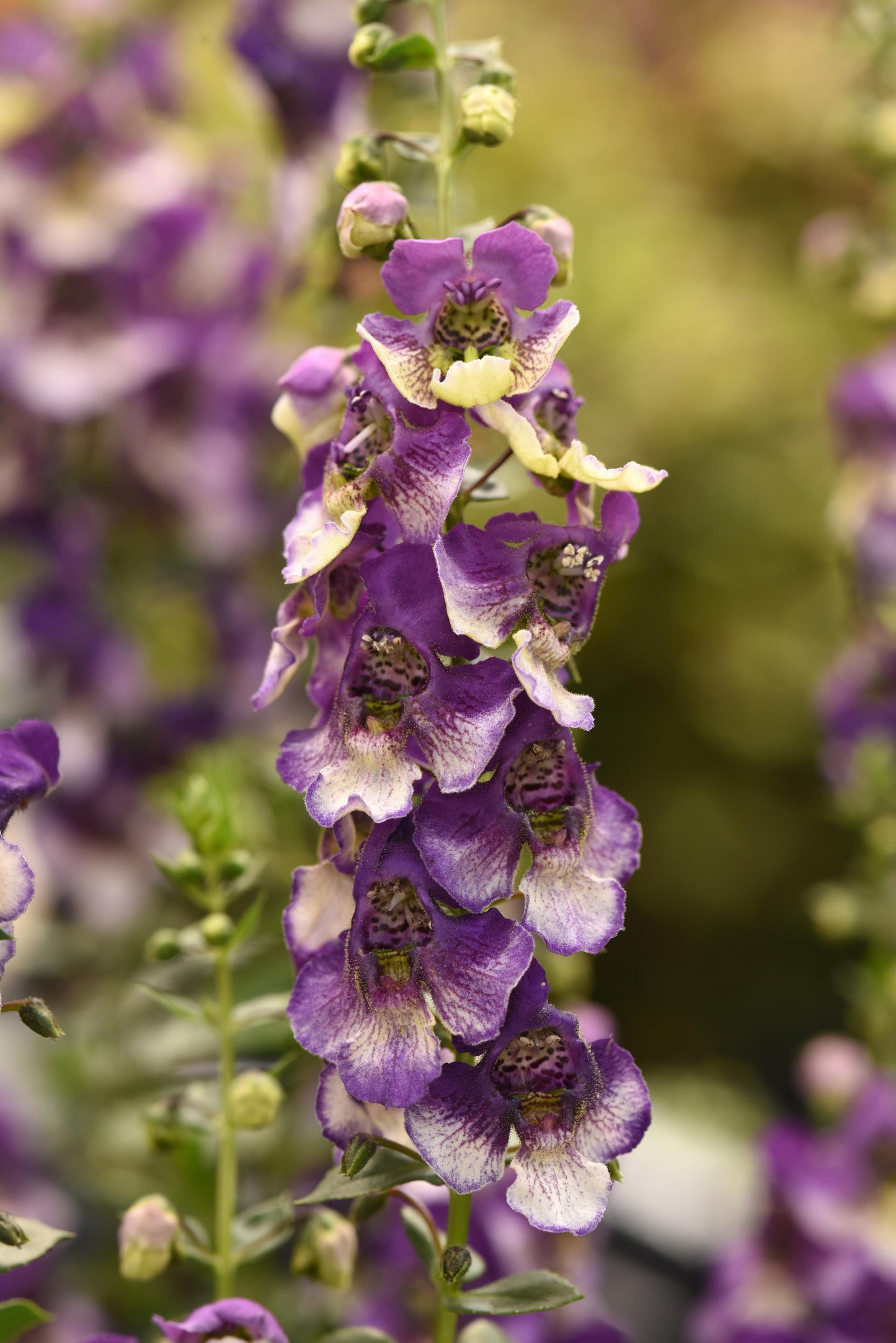 Angelonia | AngelDance - 3 Quart