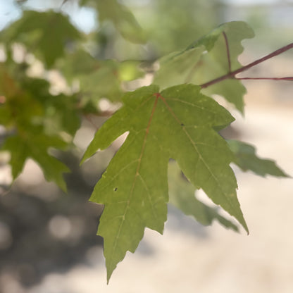 Acer | Autumn Blaze Maple - 15 Gallon