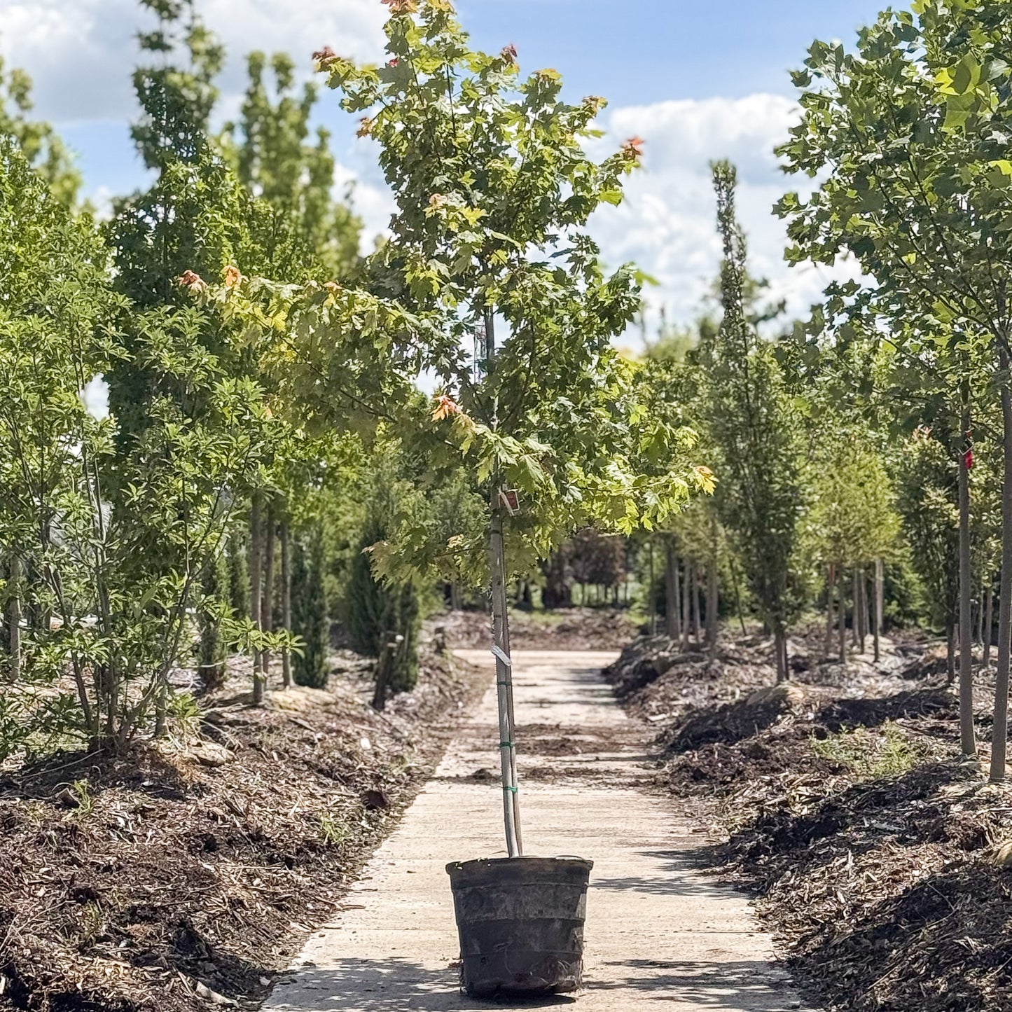 Acer | Autumn Blaze Maple - 15 Gallon