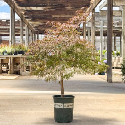 Acer | Crimson Queen Japanese Maple - 5 Gallon