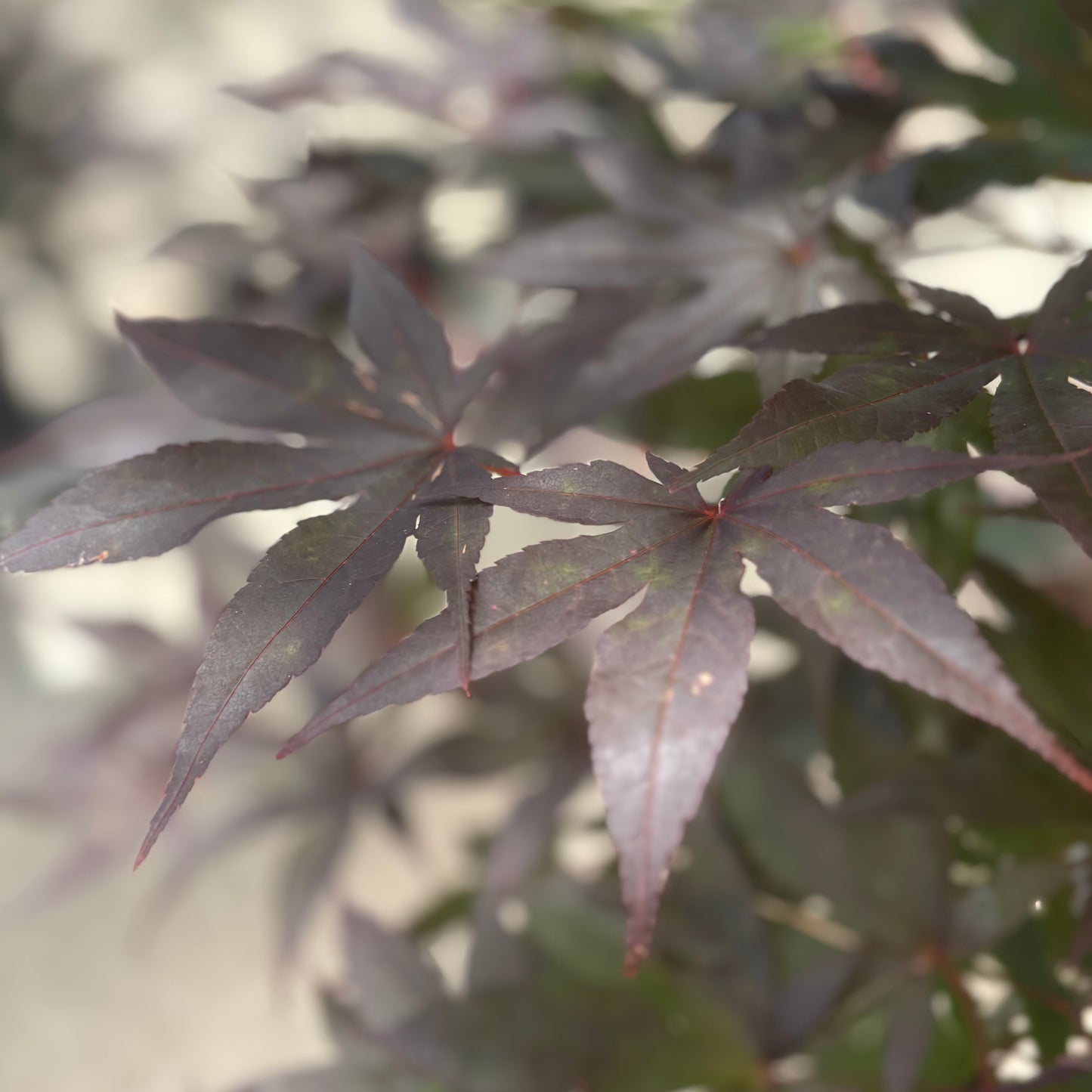 Acer | Emperor 1 Japanese Maple - 7 Gallon