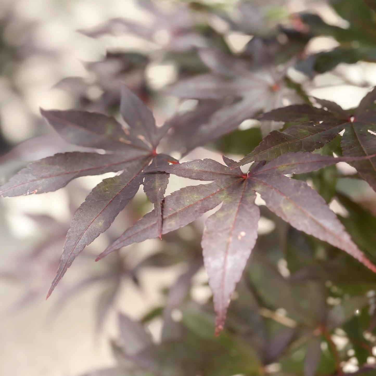 Acer | Emperor 1 Japanese Maple - 5 Gallon