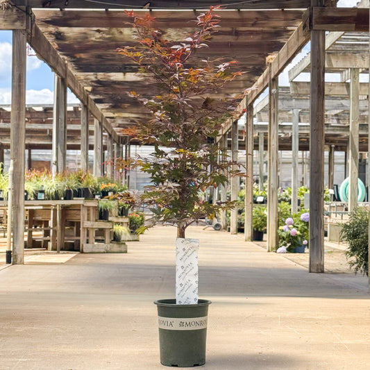 Acer | Emperor 1 Japanese Maple - 5 Gallon