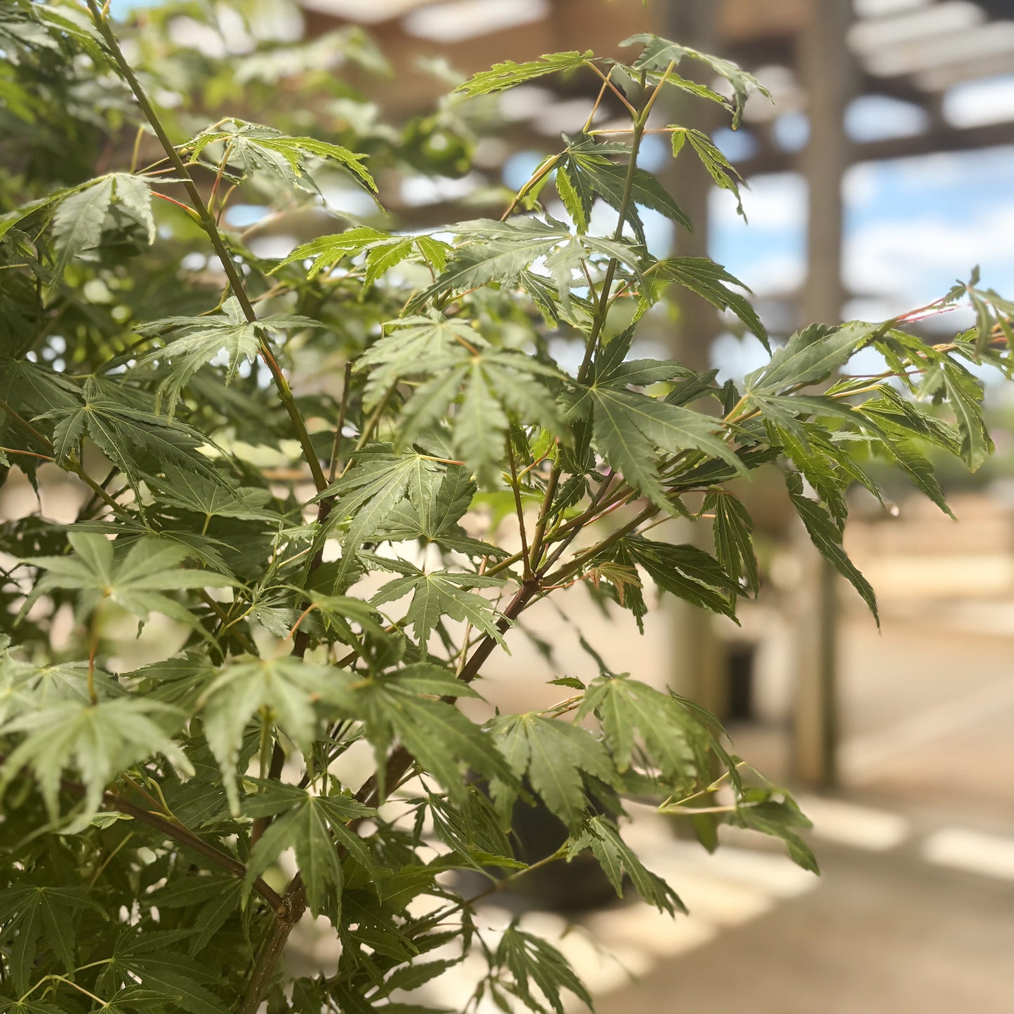 Acer | Orange Flame Japanese Maple - 6 Gallon