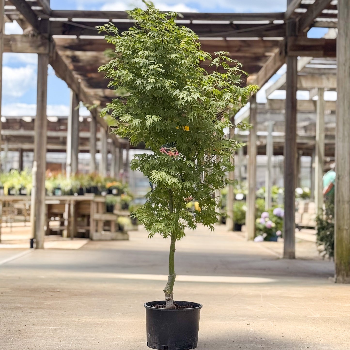 Acer | Orange Flame Japanese Maple - 6 Gallon