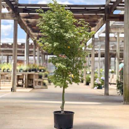 Acer | Orange Flame Japanese Maple - 6 Gallon