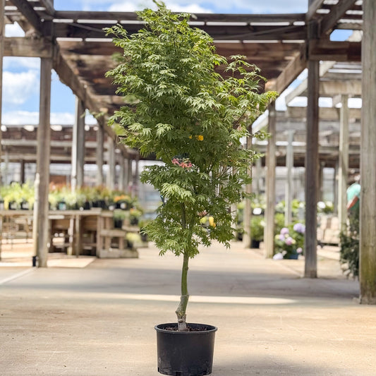 Acer | Orange Flame Japanese Maple - 6 Gallon