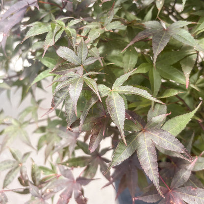 Acer | Rhode Island Red Japanese Maple - 3 Gallon