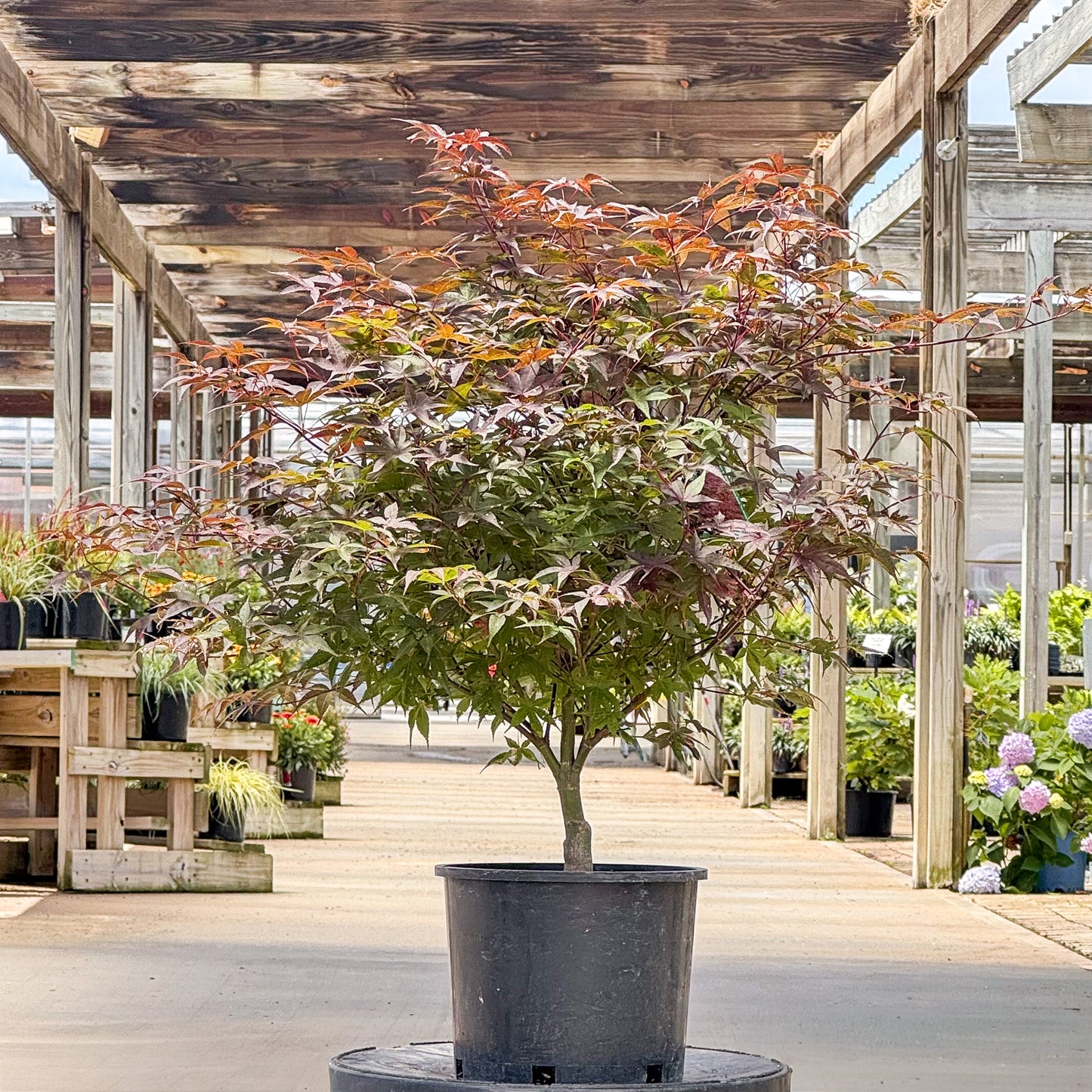 Acer | Rhode Island Red Japanese Maple - 3 Gallon