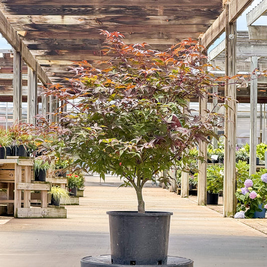 Acer | Rhode Island Red Japanese Maple - 3 Gallon
