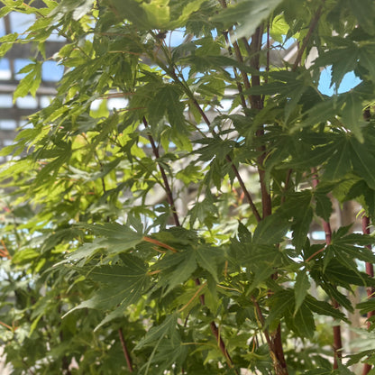 Acer | Sango-Kaku Japanese Maple | Single-Stem - 5 Gallon