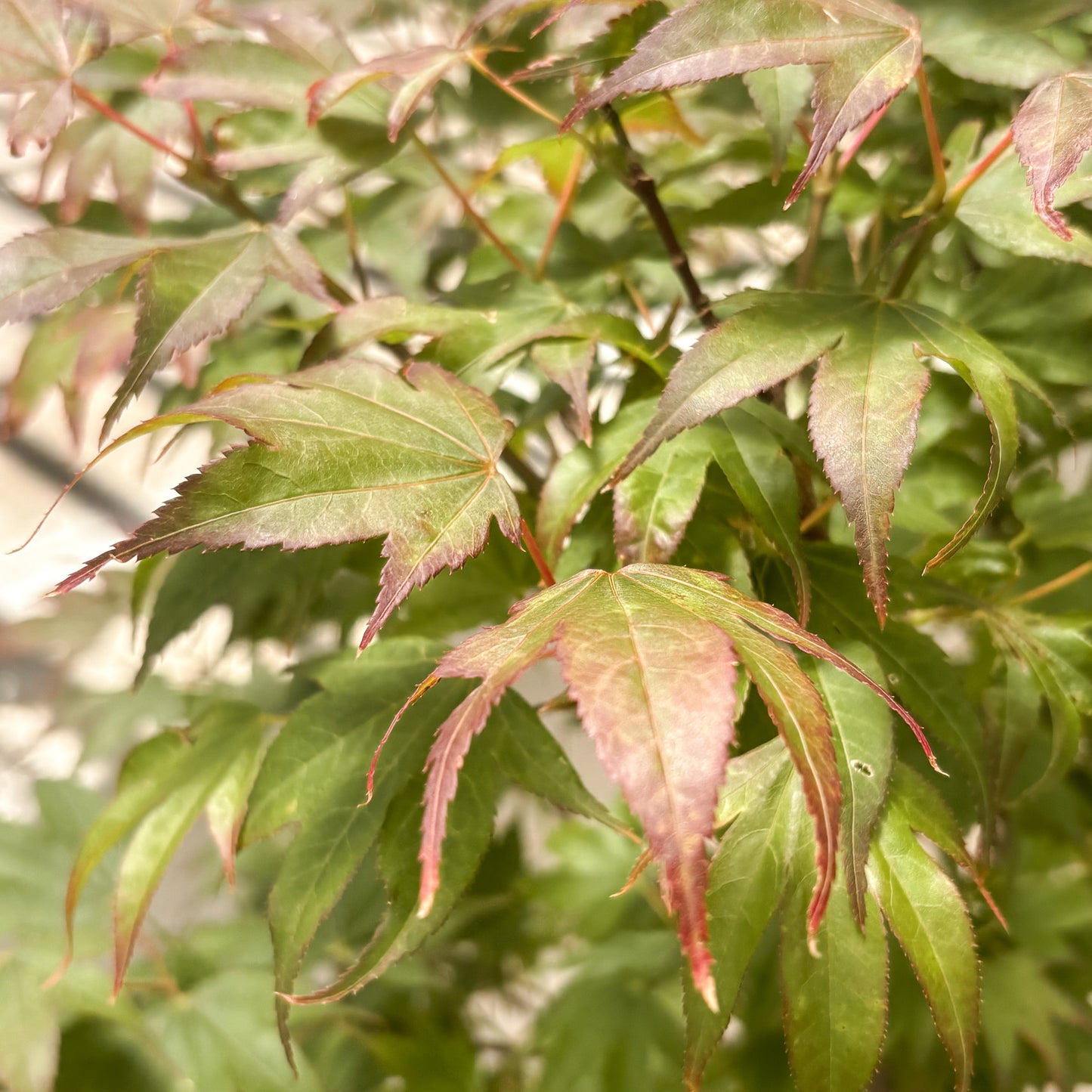 Acer | Tsuma Gaki Japanese Maple - 3 Gallon