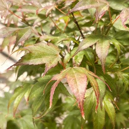 Acer | Tsuma Gaki Japanese Maple - 3 Gallon
