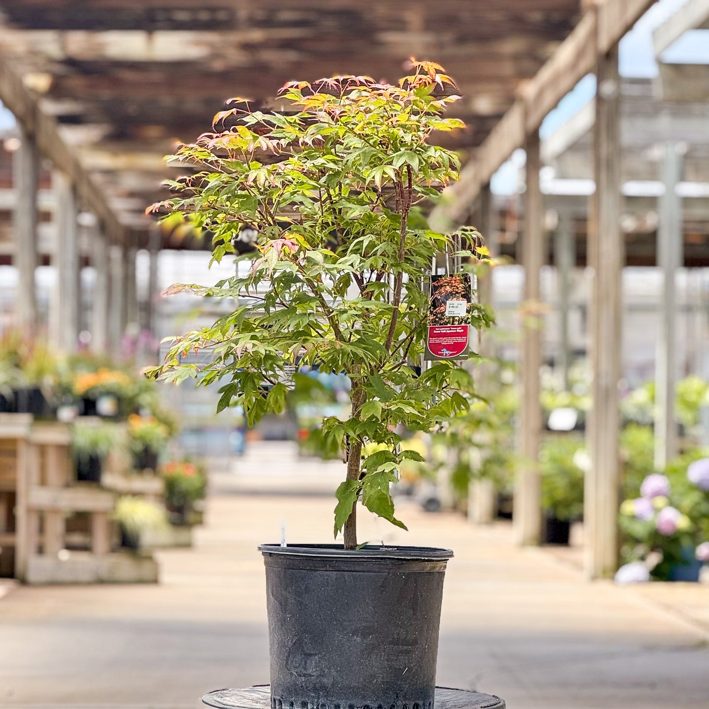 Acer | Tsuma Gaki Japanese Maple - 3 Gallon