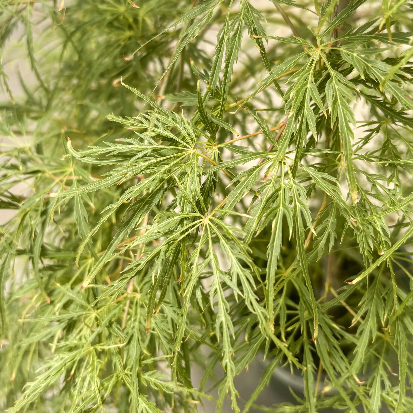 Acer | Waterfall Japanese Maple - 10 Gallon