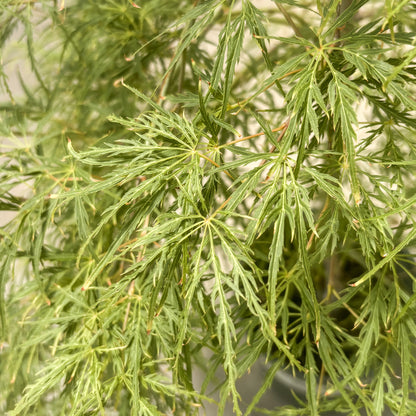 Acer | Waterfall Japanese Maple - 10 Gallon