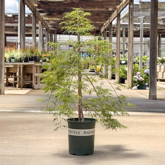 Acer | Waterfall Japanese Maple - 10 Gallon