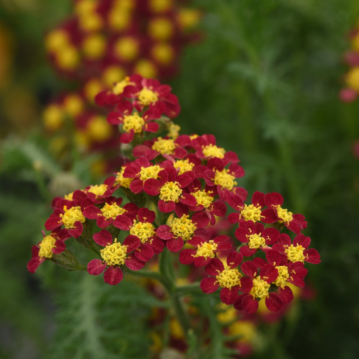 Achillea Pollinator Favorites | Milly Rock - 1 Gallon
