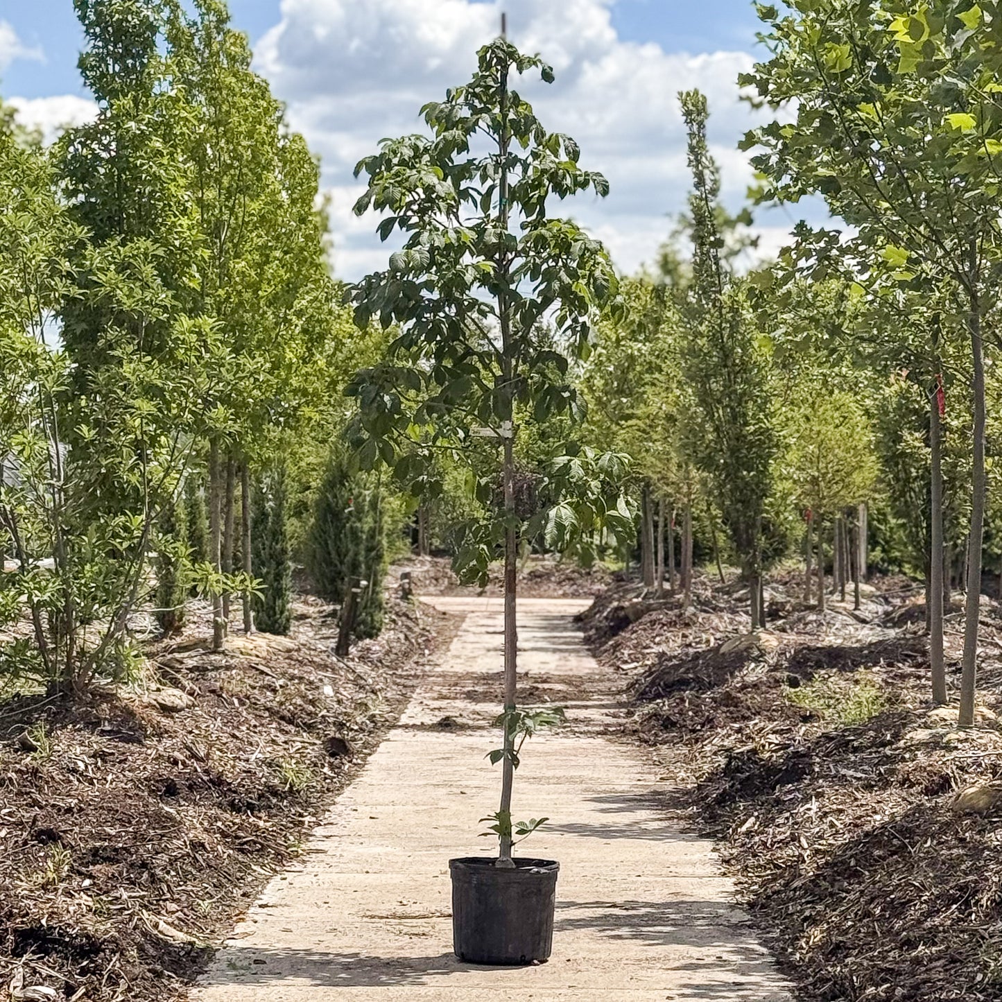 Aesculus | Fort McNair Horsechestnut - 7 Gallon