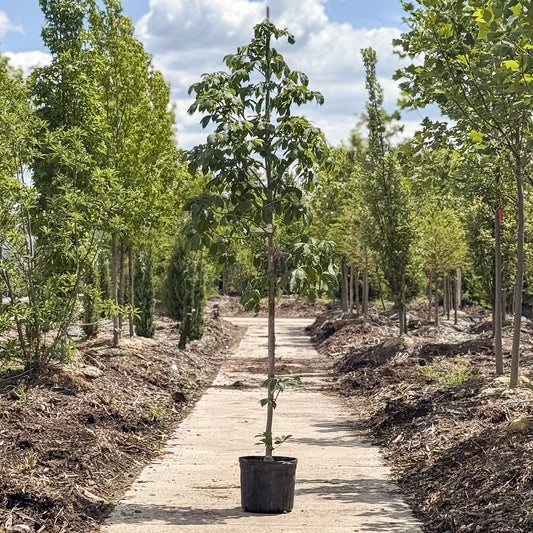 Aesculus | Fort McNair Horsechestnut - 7 Gallon