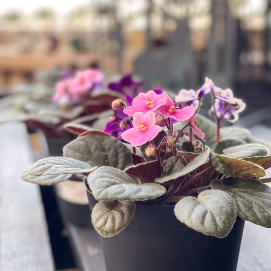 Saintpaulia | African Violet - 6 Inch