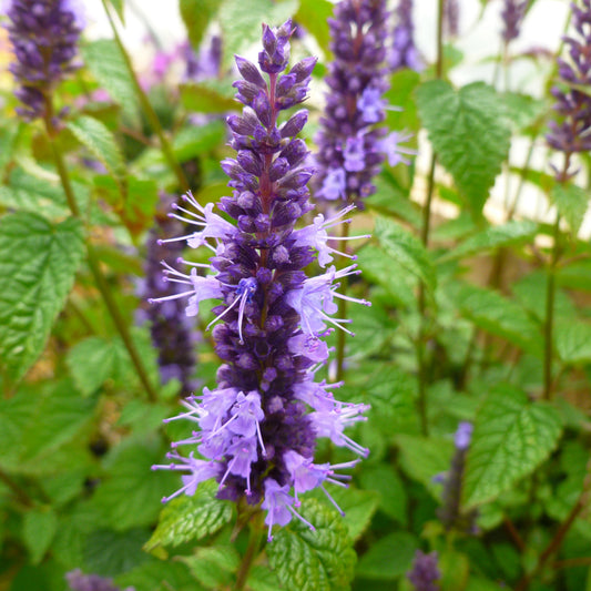 Agastache Pollinator Favorites | Little Adder - 1 Gallon