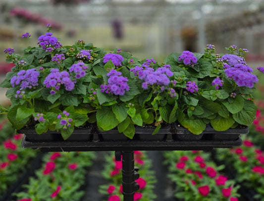 Ageratum | Aloha - 4 Pack