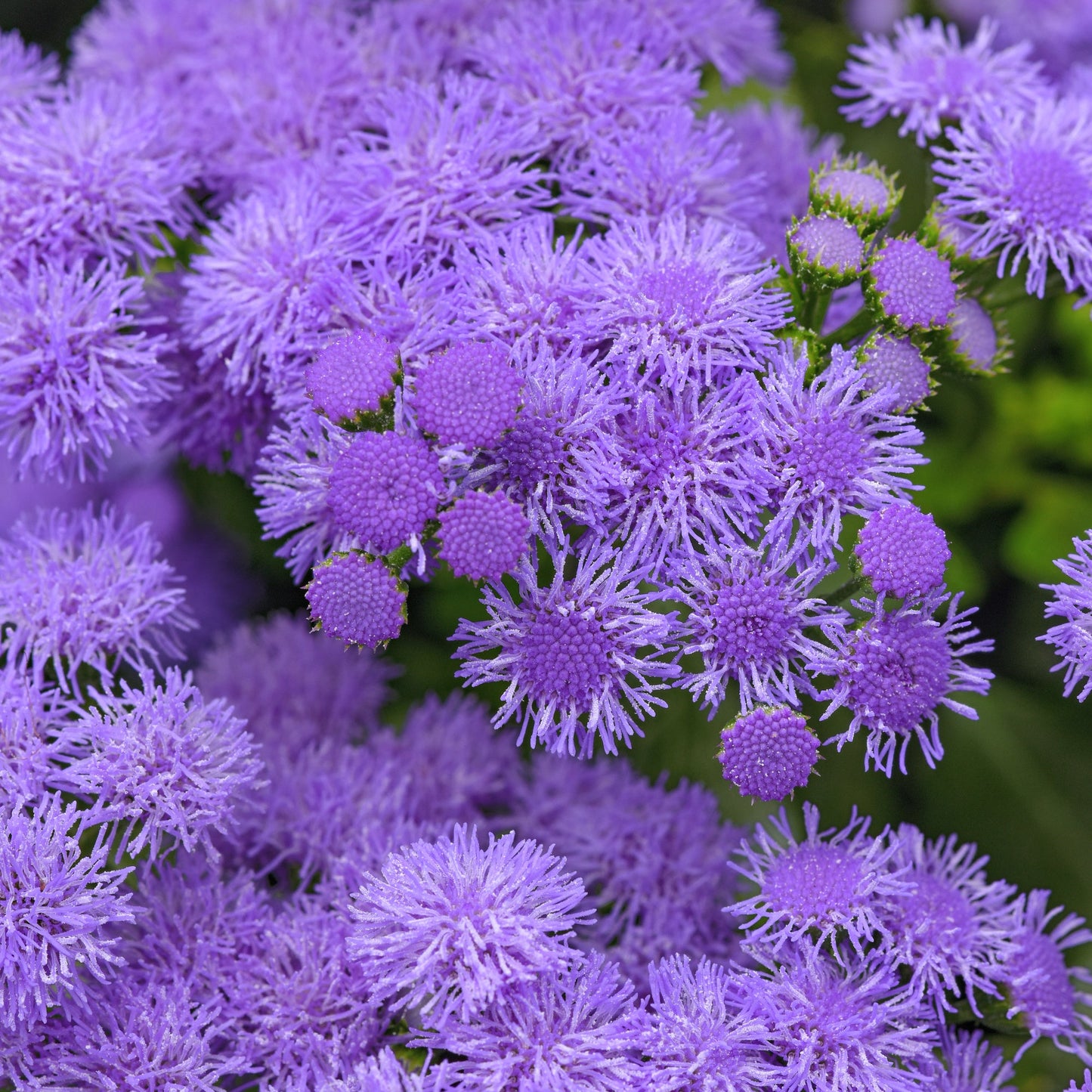 Ageratum | Monarch Magic - Large Hanging Basket