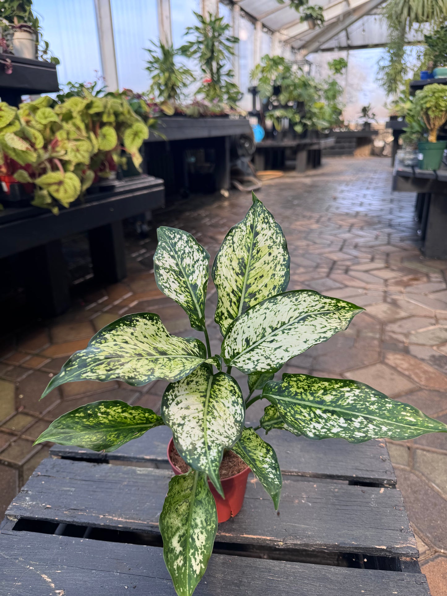 Aglaonema | Snow White - 4 Inch