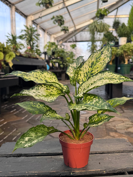 Aglaonema | Snow White - 4 Inch