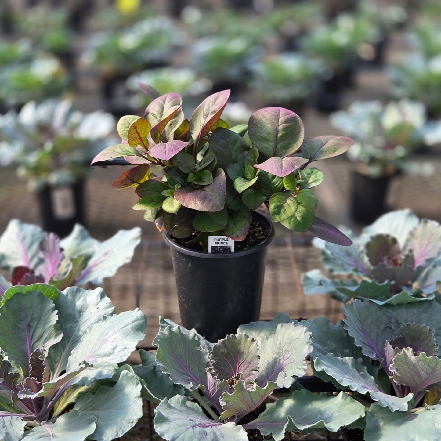 Alternanthera | Alternanthera