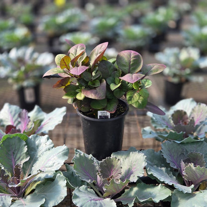 Alternanthera | Alternanthera