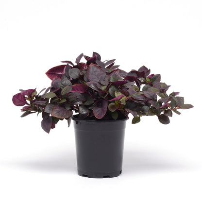 Alternanthera | Alternanthera